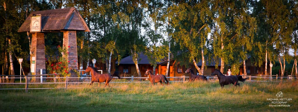 Pferde im Galopp auf dem Hof